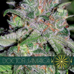Vision Seeds - Doctor Jamaica - 10 Fem