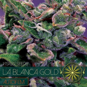 Vision Seeds - La Blanca Gold AUTO - 5 Auto