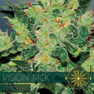 Vision Seeds - Vision Jack AUTO - 10 Auto