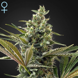 Green House - Auto Super Lemon Haze CBD - 10 Auto