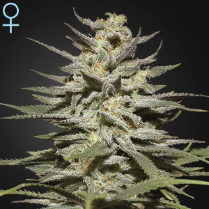 Green House - Super Lemon Haze CBD - 5 Fem