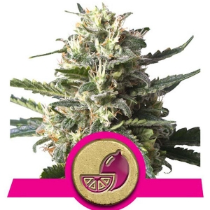 Royal Queen Seeds - Lemon Shining Silver Haze - 25 fem