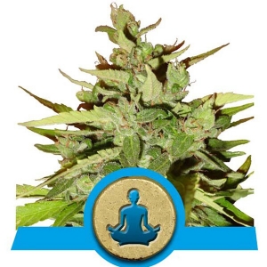 Royal Queen Seeds - Stress Killer CBD - 1 Auto
