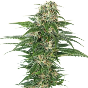 Sensi Seeds - Auto Early Skunk - 5