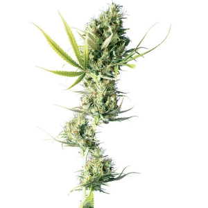Sensi Seeds - Durban - 5 fem