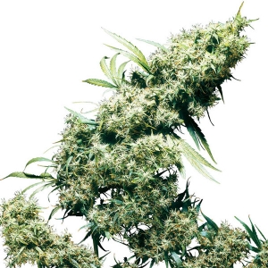 Sensi Seeds - Jamaican Pearl - 5 fem