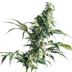 Sensi Seeds - Mexican Sativa - 5 fem