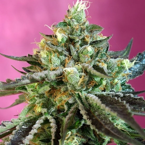 Sweet Seeds - Sweet Nurse Auto CBD - 5+2 Auto