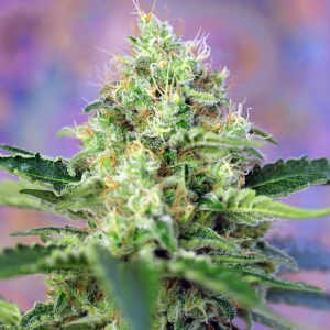 Sweet Seeds - Crystal Candy Promo Pack 5+2 Fem