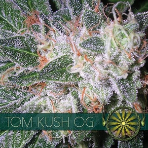 Vision Seeds - Tom Kush OG 3 fem