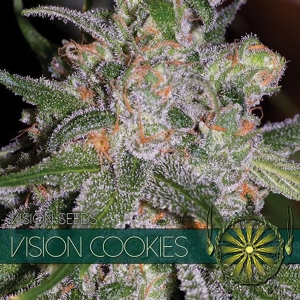 Vision Seeds - Vision Cookies 5 fem
