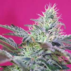 Sweet Seeds Auto Sweet Chesse PROMO PACK 5+2