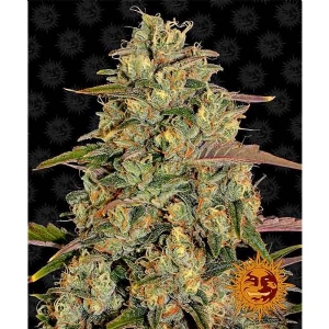 Barney s Farm - Amnesia Lemon - 10 Fem