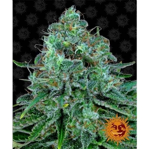 Barney s Farm - Critical Kush - 10 Fem