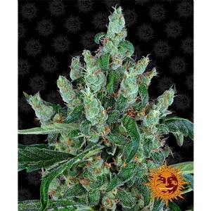 Barney s Farm - Laughing Buddha - 5 Fem