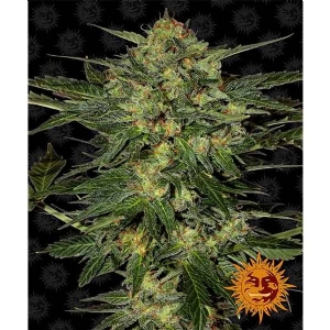Barney s Farm - LSD - 5 Fem