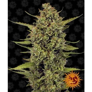 Barney s Farm - Acapulco Gold - 10 Fem
