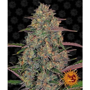 Barney s Farm - Pineapple Chunk - 5 Fem