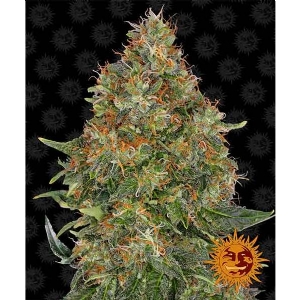 Barney s Farm - Auto Pineapple Express - 5 Auto