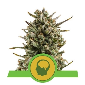 Royal Queen Seeds - Amnesia Haze Auto - 25 Auto