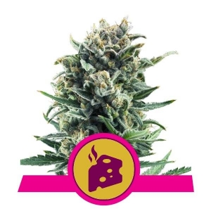 Royal Queen Seeds - Blue Cheese 3 fem