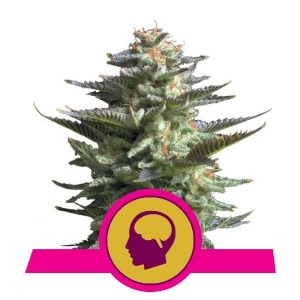Royal Queen Seeds - Amnesia Haze 10 fem