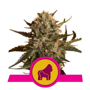 Royal Queen Seeds - Mother Gorilla (Ex Royal Madre) - 5 Fem