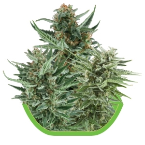 Royal Queen Seeds - Autofiorenti Miscela 3 fem