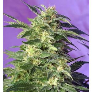 Sweet Seeds - Auto Killer Kush -Promo Pack 5+2 Auto