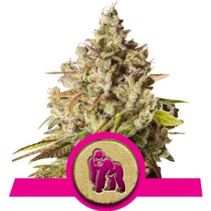 Royal Queen Seeds - Royal Gorilla - 5 fem