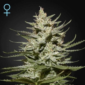 Green House - The Church CBD - 5 Fem