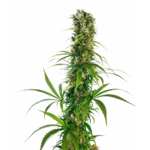 Sensi Seeds - Michka - 5 fem
