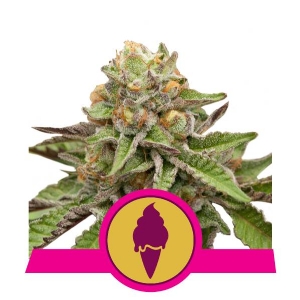 Royal Queen Seeds - Green Gelato 5 fem