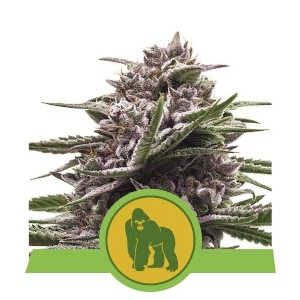 Royal Queen Seeds - Royal Gorilla Automatic - 5 Auto