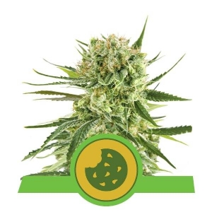 Royal Queen Seeds - Royal Cookies Automatic - 5 Auto