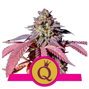 Royal Queen Seeds - Purple Queen - 1 fem