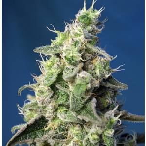 Sweet Seeds - Auto Green Poison XL 5+2