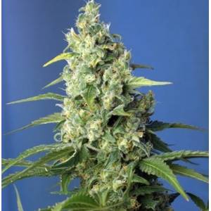 Sweet Seeds - Auto Honey Peach CBD 3+1