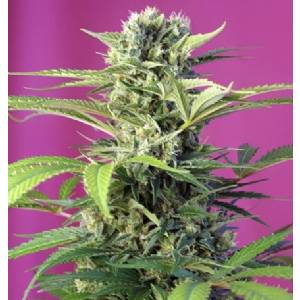 Sweet Seeds - Chem Beyond Diesel CBD 5+2