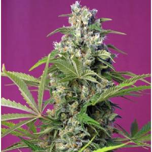 Sweet Seeds - Gorilla Girl - 100 fem