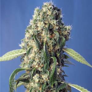 Sweet Seeds - Sweet Pure CBD 25 fem