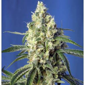 Sweet Seeds - Green Poison CBD 5+2