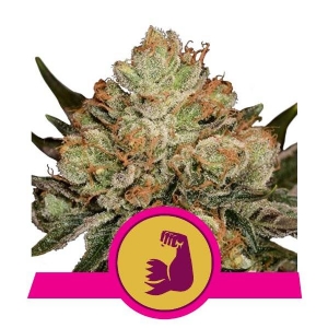 Royal Queen Seeds - HulkBerry 5 fem