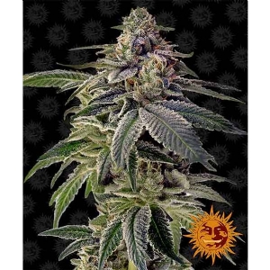 Barney s Farm - ShiskaBerry - 5 fem