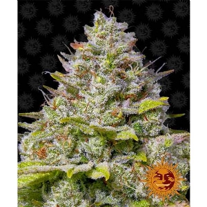 Barney s Farm - Blue Gelato 41 - 10 fem