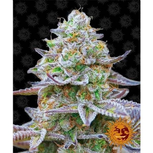 Barney s Farm - Gorilla Zkittlez - 5 fem