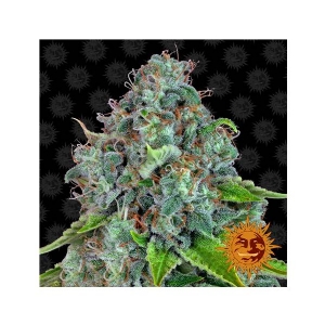 Barney s Farm - Strawberry Lemonade 3 fem