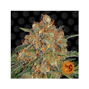 Barney s Farm - Orange Sherbert 10 fem