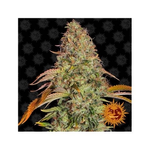 Barney s Farm - Zkittlez OG Auto 3 auto