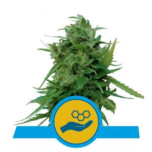 Royal Queen Seeds -  Solomatic CBD 10 Auto